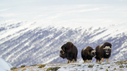 Musk ox family (Ovibos moschatus) in winter landscape in Dovre national park, Norway