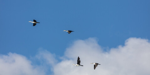 Four (4) Cormorants flying in front of fluffy white clouds on a blue sky day in the Northern Beaches of Sydney, Australia