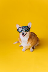 Adorable funny Welsh Corgi Pembroke in welding goggles sitting on yellow studio background. Most popular breed of Dog