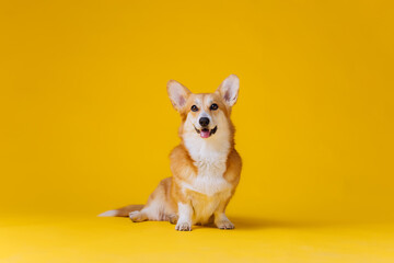 Adorable cute Welsh Corgi Pembroke sitting on yellow studio background. Most popular breed of Dog