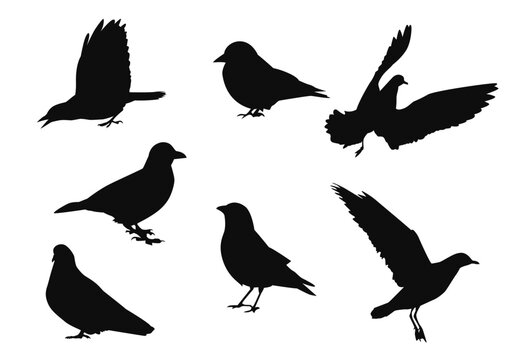 Set of bird silhouettes
