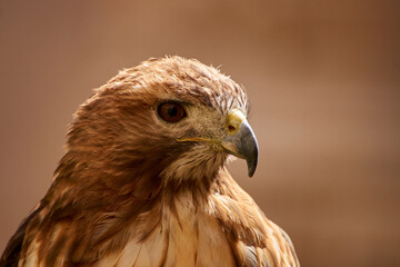 portrait of falcon in the wildlife