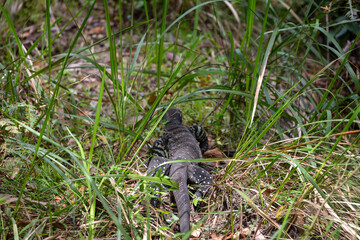 A Goanna in the Northern Beaches of Sydney, Australia, climbing a tree and then walking off into the distance