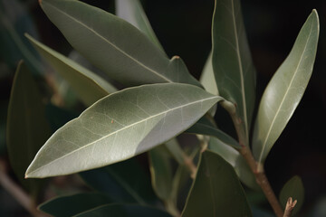 Obraz premium Bay leaf herb pictures showcase the aromatic and green leaves of the Laurus nobilis plant, commonly used in cooking and seasoning.