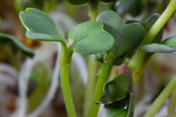 Close-up of a radish sprout with its first leaves. Radish microgreens for healthy eating