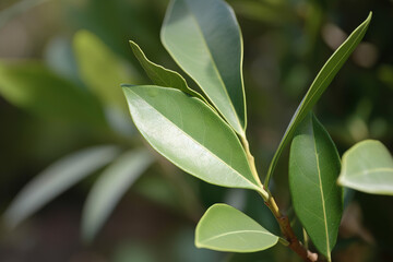 Bay leaf herb pictures showcase the aromatic and green leaves of the Laurus nobilis plant, commonly used in cooking and seasoning. 