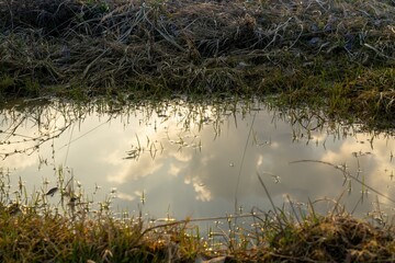 Tree mirrored in the puddle mirror ont he meadow in nature. Slovakia