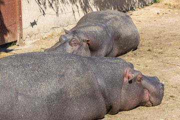 deux hippopotames endormis sur le sol