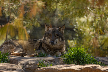 loup couché sur un rocher