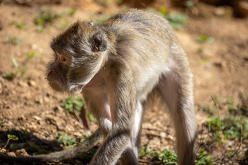 portrait d'un macaque crabier en gros plan