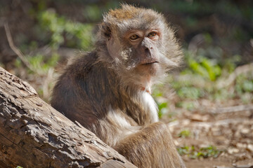 portrait d'un macaque crabier en gros plan