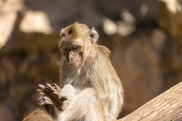 portrait d'un macaque crabier en gros plan