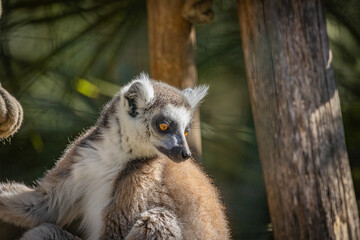 portrait d'un maki catta en gros plan