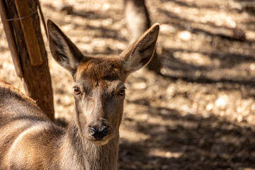 portrait d'une biche en gros plan