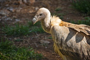 portrait en gros plan d'un vautour fauve