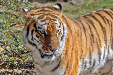 Fototapeta na wymiar portrait d'un tigre en gros plan