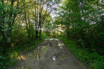 Tree mirrored in the puddle mirror ont he meadow in nature. Slovakia