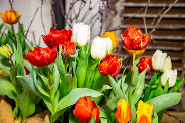 Tulpen