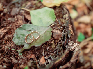 Autumn background golden wedding rings on green leaf