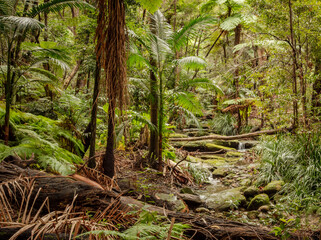 Gore Cove park on the outskirts of Sydney, Australia.  Tropical feel with some huge green leaved plants.