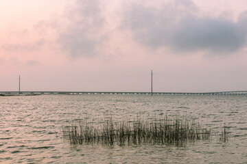 Obraz premium Rushes in Apalachicola Bay, Florida with the bridge in the background at dusk.