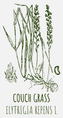 Drawings of COUCH GRASS. Hand drawn illustration. Latin name ELYTRIGIA REPENS L.