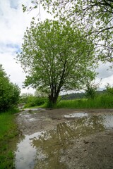 Tree mirrored in the puddle mirror ont he meadow in nature. Slovakia