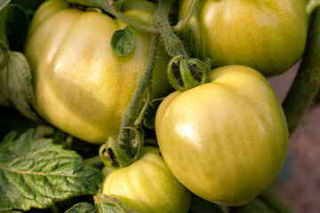 Closeup of green unripe tomato in the garden
- 582555572