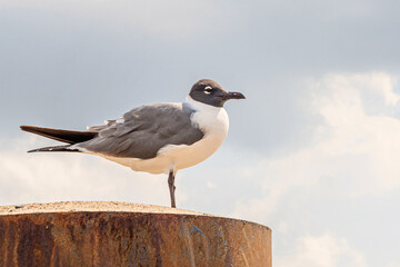 A close portrait of seagull standing on a post under a cloudy sky