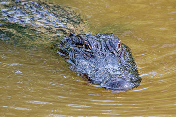 Naklejka premium See you later, alligator 