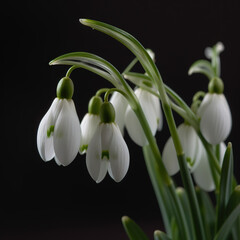 Snowdrop flower pictures showcase the delicate and elegant white flowers of the Galanthus plant. These images are a beautiful representation of winter and the arrival of spring. 