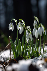 Snowdrop flower pictures showcase the delicate and elegant white flowers of the Galanthus plant. These images are a beautiful representation of winter and the arrival of spring. 