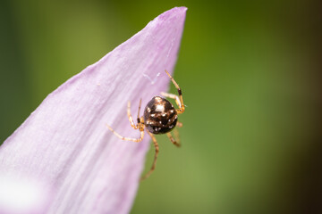 spider on flower