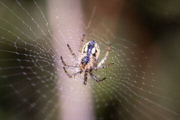 spider on web
