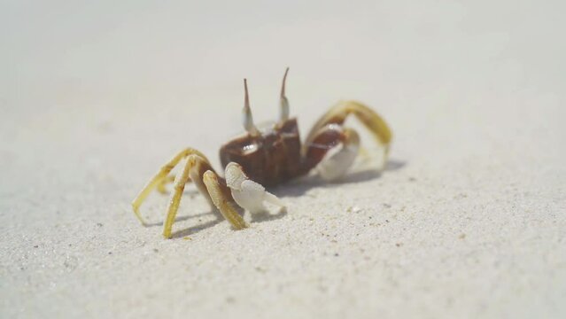 Crab. Animal on sand beach