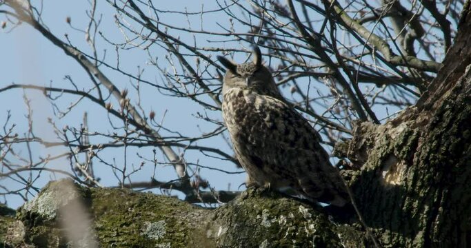 Flaco The New York City Eurasian Eagle-Owl Turns Head And Extends Neck While Resting On A Branch During The Day In Central Park