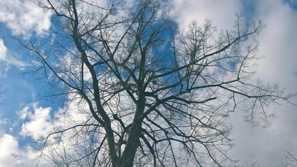naked tree in the sky