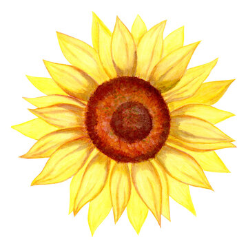 Isolated object-111. Sunflower 5, hand drawn watercolour illustration.