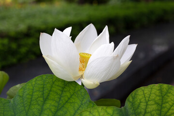 Beautiful blooming white lotus flower with green leaves