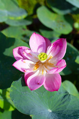 Beautiful blooming pink lotus flower with green leaves