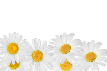 chamomile or daisies isolated on white background. Top view with copy space for your text. Flat lay