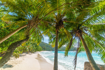 Fototapeta na wymiar Coconut palm trees and turquoise water in Anse Lazio beach