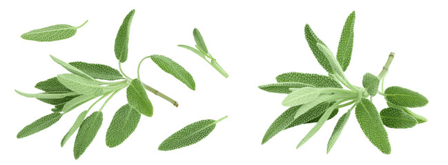 fresh sage herb isolated on white background with  full depth of field, Top view. Flat lay