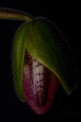 Orchidee Frauenschuh Paphiopedilum 'Pinocchio'