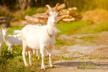White goat. Goat farm, a goat stands against the background of little goats