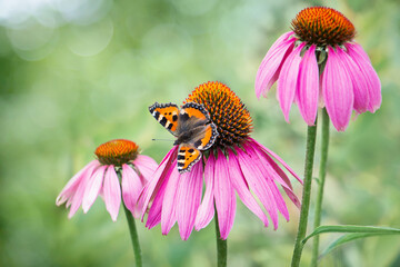 Small tortoiseshell butterfly on purple coneflower flower