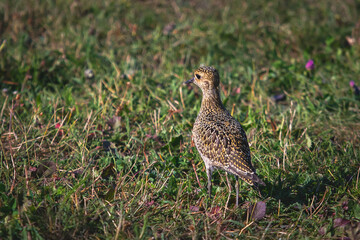 Portrait of european golden plover bird, Pluvialis apricaria, Golden bird in the field, summer sunny day