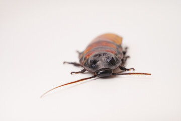 a large hissing Madagascar cockroach on a white surface.