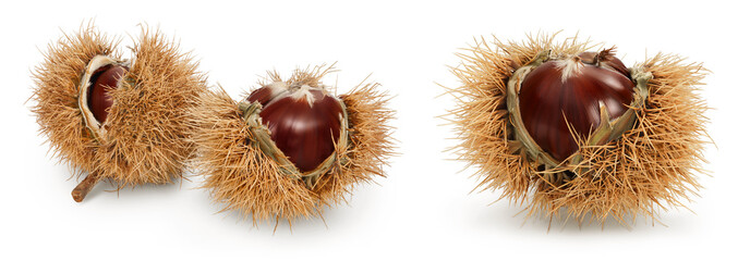 opened sweet chestnut in its spiky husk isolated on white