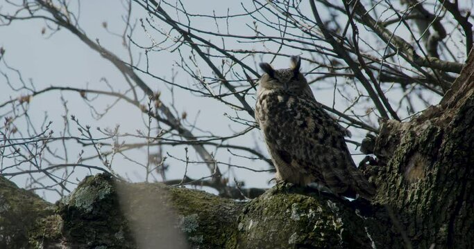 Flaco The New York City Eurasian Eagle-Owl Turns Head Towards Camera With Eyes Almost Closed While Resting On A Branch In Central Park